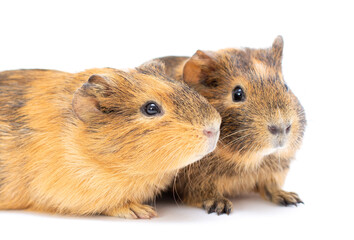 Two Guinea pigs close together. Isolated on white background.