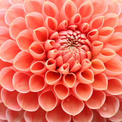 Dahlia flower head close up