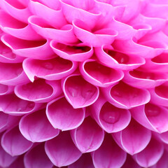 Dahlia flower head close up