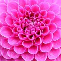 Dahlia flower head close up