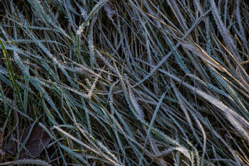 Iced dew on the grass and leaves on the land, morning