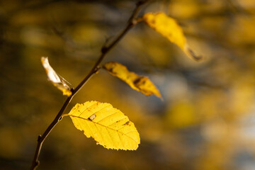 Herbstlaub im Gegenlicht