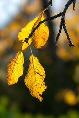 Herbstlaub im Gegenlicht