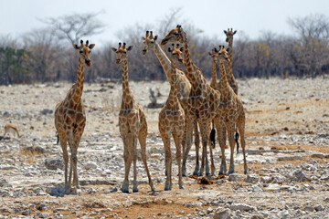 Angola-Giraffe, Giraffa camelopardalis angolensis, Stirnwaffenträger, Wiederkäuer, Paarhufer,
