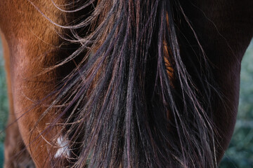 Static electricity in horse tail hair closeup.