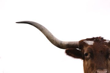 Texas longhorn cow portrait isolated on white background with curious look on face.