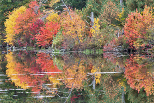 Colorful and peaceful autumn scene in scenic New England. Mirror image reflection of vibrant fall foliage on calm surface of Childs Bog reservoir near Harrisville, New Hampshire.