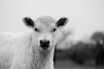 Charolais calf portrait close up looking at camera for farming.