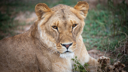 Calm lioness in natural environment close up