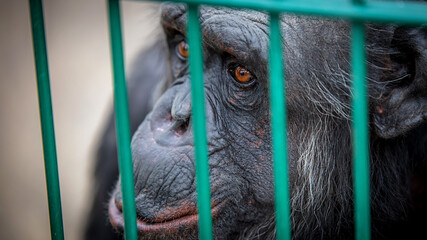 Gorilla monkey in a cage with sad eyes close up with shallow depth of field - Powered by Adobe