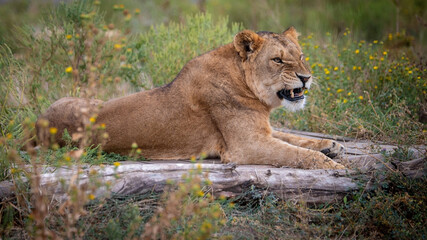 Naklejka premium Lioness lies in its natural environment bared jaws