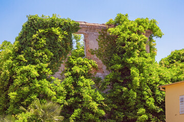 Wall of abandoned house overgrown with green climbing plants on sunny spring day