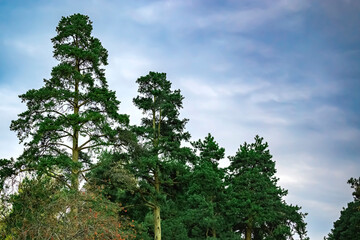 Tops of green pines against a cloudy blue sky. Beautiful natural background with copy space.