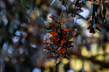 Monarch Butterflies in Natural Bridges @ Santa Cruz, CA