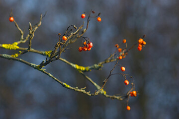 A rowan branch with berries in late autumn