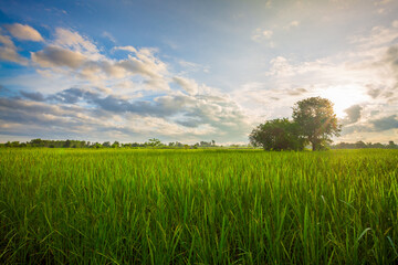 Green rice fild with evening sky ,rice field and sky in the morning
