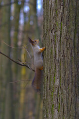 a red squirrel in the park in late fall