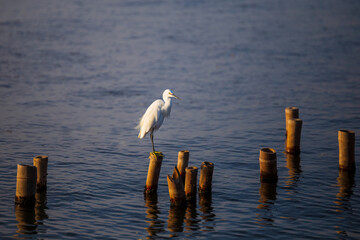 Egrets are on a pole in the water 