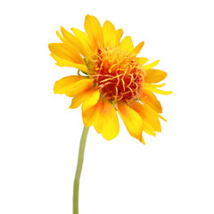 One gaillardia yellow flower isolated on white background. Beautiful composition for advertising and packaging design in the garden business. Flat lay, top view