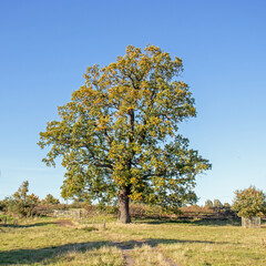 Summertime tree in the English countryside.