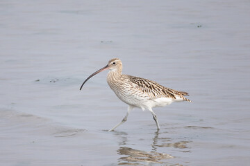 歩く嘴の長い鴫