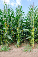 Tall corn stalks grow in even rows in the field.