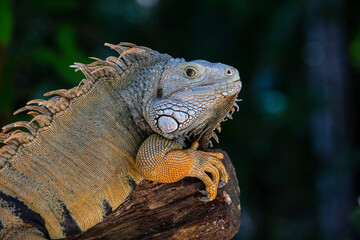 Portrait of a big lizard reptiles Iguana in Island Mauritius