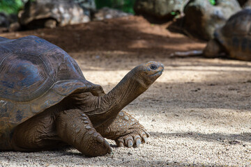 The Seychelles giant tortoise or aldabrachelys gigantea hololissa, also known as the Seychelles domed giant tortoise. Giant turtle in island Mauritius