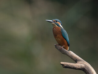 Fototapeta premium Eisvogel / Kingfisher 
