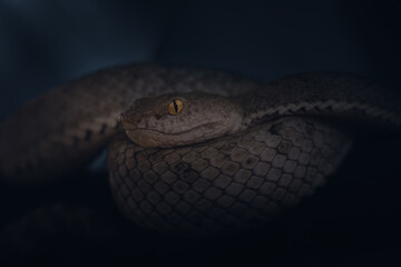 McGregor's Pit Viper