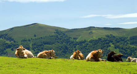 Cows resting in a meadow. Gorbeia (or Gorbea) Natural Park. Basque Country. Spain © Jon Benedictus