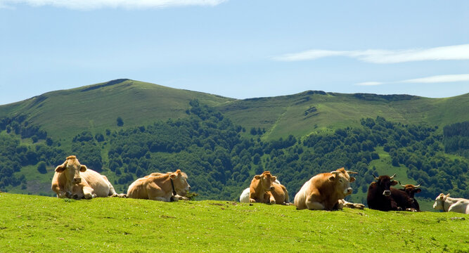 Cows resting in a meadow. Gorbeia (or Gorbea) Natural Park. Basque Country. Spain