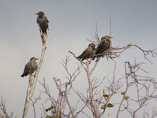 house thrushes on tree branches
