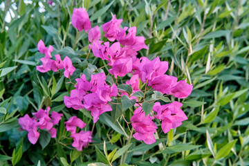 Blooming shrub Bougainvillea with purple flowers over background of green leaves.
