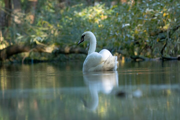Obraz premium Schwan / Swan 