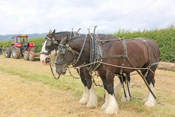 Fototapeta na wymiar team of Shire horses 
