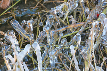 	
Ice on leaves in winter