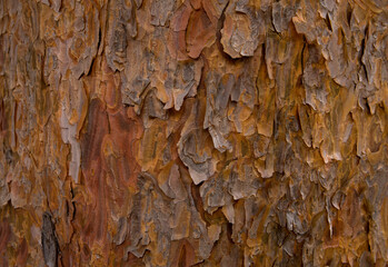 Closeup of colors and textures of pine bark
