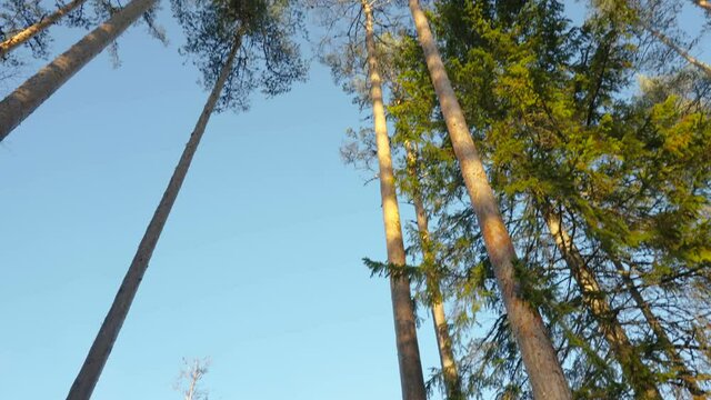 The tall pine trees in the forest and the pile of logs after deforestation in Estonia