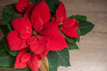 Beautiful red poinsettia with more in the background
