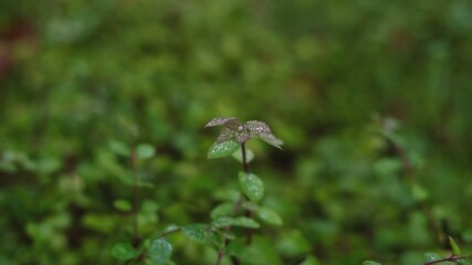 Green Plant Sprout With Dew Drops on Leaves Focus Push In