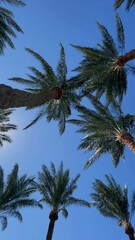 Obraz na płótnie Canvas A photo of palm trees