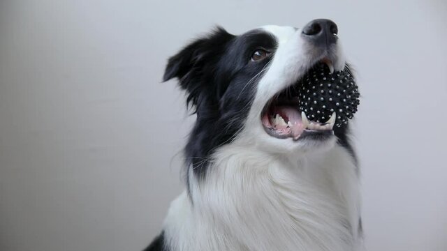 Funny cute puppy dog border collie holding toy ball in mouth isolated on white background. Purebred pet dog with dog toy wants to playing with owner. Pet activity and animals concept