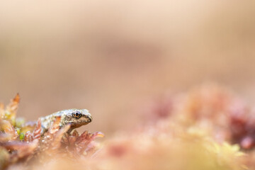 Grasfrosch (Jungtier)