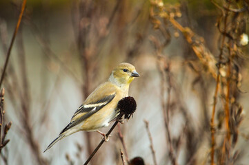 Chardonneret au couleur d'hiver 