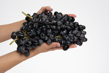 Female hand holding a bunch of blue grapes isolate on white background. Copy space 