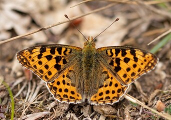 Kleiner Perlmuttfalter 