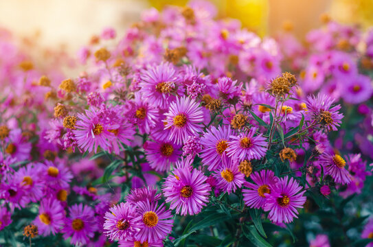 Purple aster flowers in the rays of the evening sun