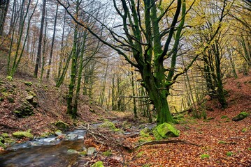 The lord of the forest