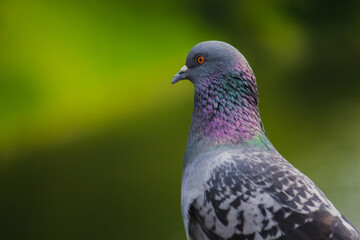 close up of a pigeon